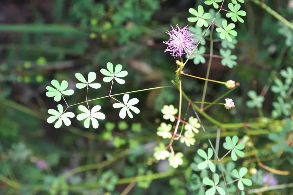 Ramo de Mimosa osmarii com folhas e inflorescência rosada