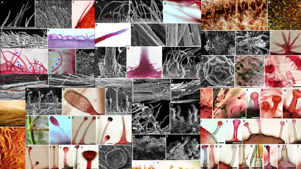 Prancha comparativa com diferentes tipos de tricomas do gênero Mimosa
